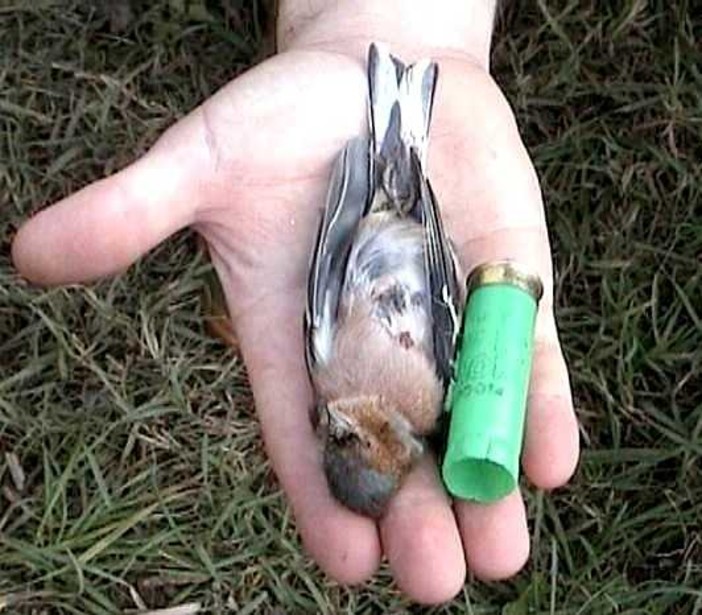 Conferenza Stato-Regioni dà l’ok alla caccia a storni e fringuelli: in Liguria ne saranno abbattuti quasi trentamila Conferenza Stato-Regioni dà l’ok alla caccia a storni e fringuelli: in Liguria ne saranno abbattuti quasi trentamila