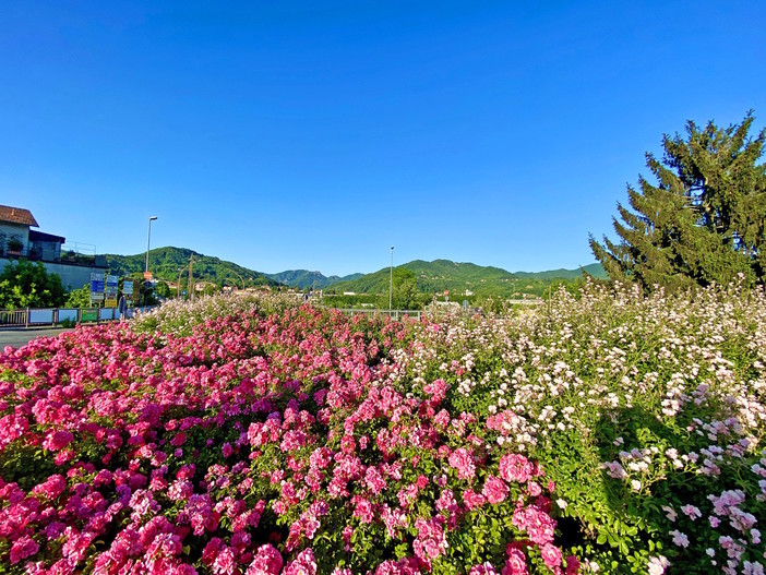 Busalla, tutto pronto per la ventitreesima edizione della 'Festa delle Rose’: ecco gli appuntamenti in programma Busalla, tutto pronto per la ventitreesima edizione della 'Festa delle Rose’: ecco gli appuntamenti in programma