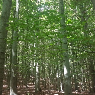 Festival delle Alpi e delle montagne nel Parco del Beigua, tra pascoli e faggete