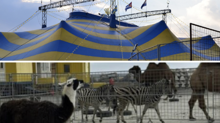 Circo in piazzale Kennedy, tutto rimandato al 6 aprile ma non si ferma la protesta sullo sfruttamento degli animali