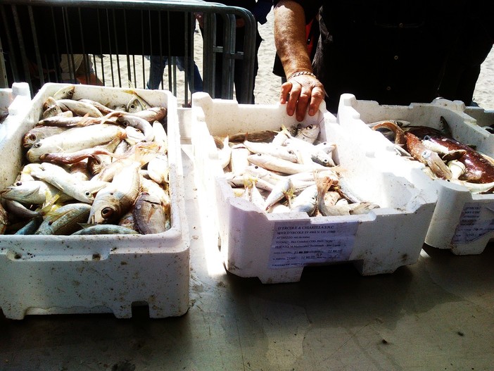 Oltre 350mila euro di fondi europei per la pesca in Liguria Oltre 350mila euro di fondi europei per la pesca in Liguria