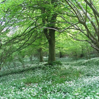 Profumo di aglio selvatico e storie di api nel fine settimana del Beigua Geopark