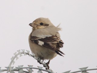 Foto Facebook Gianni Lucchi