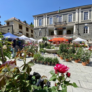 “Festa delle Rose – Busalla è un fiore”, al via l'evento che celebra la Rosa da sciroppo della Valle Scrivia