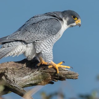 Troppi piccioni nel cimitero di Staglieno, il Comune si affida ai falchi