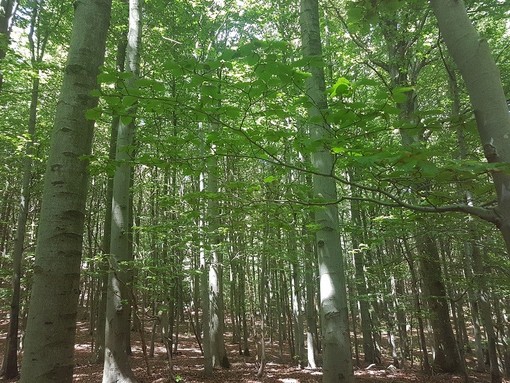 Festival delle Alpi e delle montagne nel Parco del Beigua, tra pascoli e faggete