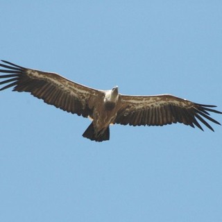 IL grifone torna a volare sulle Alpi Liguri, Piana: “Un successo dovuto all'impegno e agli investimenti del parco”