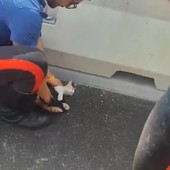Il gattino recuperato dai Carabinieri sul lungomare Canepa Il gattino recuperato dai Carabinieri sul lungomare Canepa