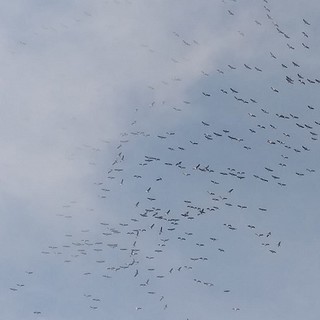 Gru in volo su Mele (foto di Mirco Ferrando)