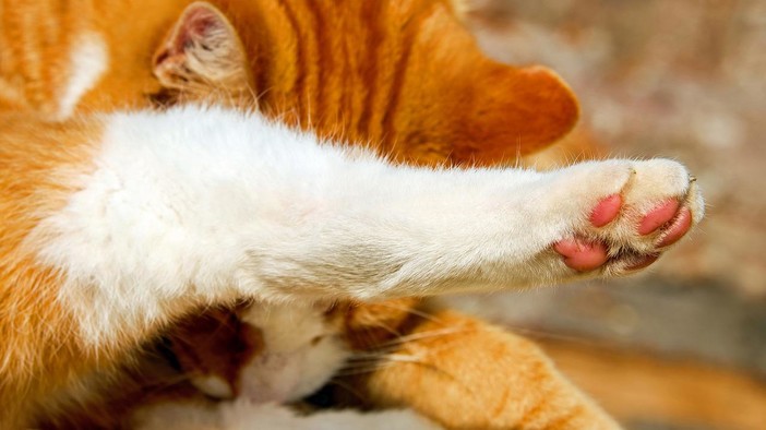 Quezzi, "Stanno ammazzando i gatti": la denuncia sui social Quezzi, "Stanno ammazzando i gatti": la denuncia sui social