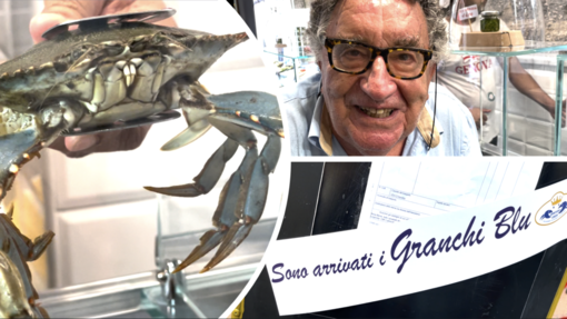 Il granchio blu infesta i nostri mari, a Sottoripa l’intuizione: “È ottimo per lo street food” (Video) Il granchio blu infesta i nostri mari, a Sottoripa l’intuizione: “È ottimo per lo street food” (Video)