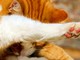 Quezzi, "Stanno ammazzando i gatti": la denuncia sui social Quezzi, "Stanno ammazzando i gatti": la denuncia sui social