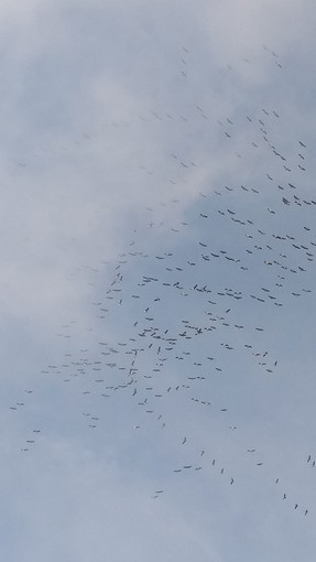 Gru in volo su Mele (foto di Mirco Ferrando)