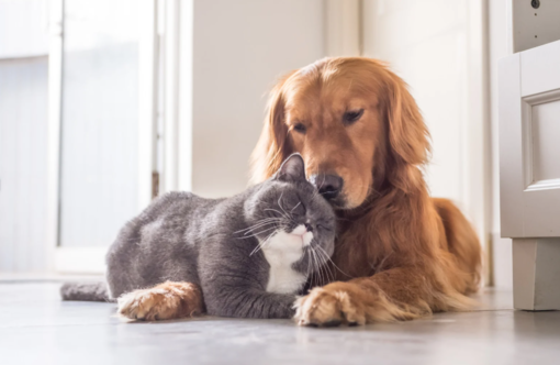 Gen Z - Il mondo dei giovani - I nostri animali non sono più solo animali: la nuova vita dei compagni domestici Gen Z - Il mondo dei giovani - I nostri animali non sono più solo animali: la nuova vita dei compagni domestici