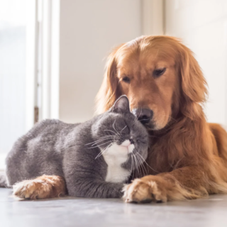 Gen Z - Il mondo dei giovani - I nostri animali non sono più solo animali: la nuova vita dei compagni domestici