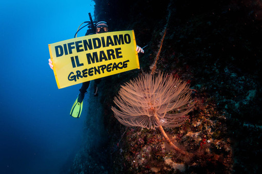 Il Mediterraneo si scalda ed è sempre più fragile, la ricerca parte da Genova: “Il surriscaldamento ha già cambiato in maniera definitiva il paesaggio subacqueo”