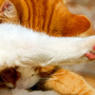 Quezzi, "Stanno ammazzando i gatti": la denuncia sui social