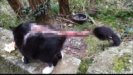 Foto Facebook Croce Gialla servizi animali