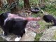 Foto Facebook Croce Gialla servizi animali Foto Facebook Croce Gialla servizi animali