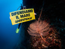 Il Mediterraneo si scalda ed è sempre più fragile, la ricerca parte da Genova: “Il surriscaldamento ha già cambiato in maniera definitiva il paesaggio subacqueo” Il Mediterraneo si scalda ed è sempre più fragile, la ricerca parte da Genova: “Il surriscaldamento ha già cambiato in maniera definitiva il paesaggio subacqueo”
