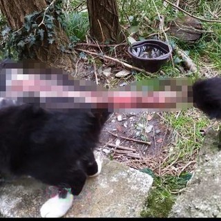 Foto Facebook Croce Gialla servizi animali