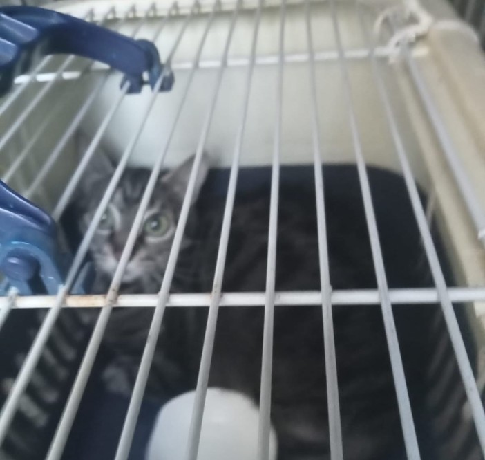 Gatto abbandonato in Vico dei Lavatoi, il recupero dei volontari della croce gialla Gatto abbandonato in Vico dei Lavatoi, il recupero dei volontari della croce gialla