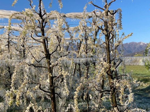 Gelate tardive, senatore Taricco: "Necessario ripensare tutele assicurativo/mutualistiche adeguate per l'agricoltura"