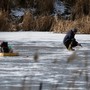 La pesca sul ghiaccio: storia e fascino di una tradizione nordica La pesca sul ghiaccio: storia e fascino di una tradizione nordica