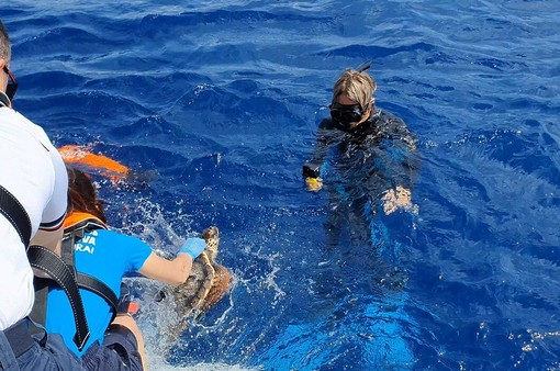 La giovane tartaruga carretta carretta Lorena è ritornata in mare La giovane tartaruga carretta carretta Lorena è ritornata in mare