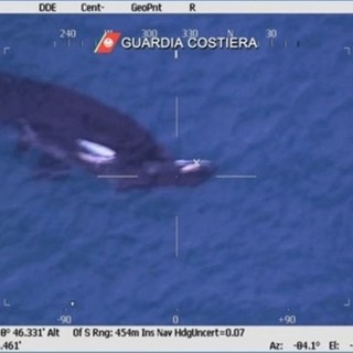 Porto di Pra': mamma orca veglia il cucciolo morto