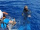 La giovane tartaruga carretta carretta Lorena è ritornata in mare