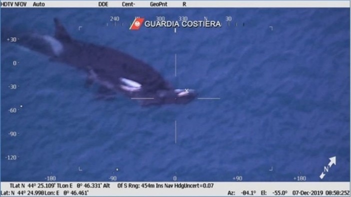 Porto di Pra': mamma orca veglia il cucciolo morto