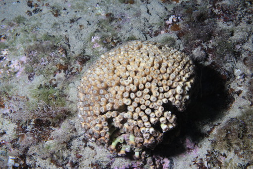 In Liguria nasce “SCIE”, il primo progetto per salvare la Madrepora a cuscino