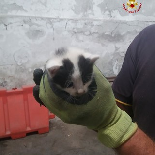 Crollo Ponte, gattino ritrovato dai vigili del fuoco durante le operazioni di sgombero