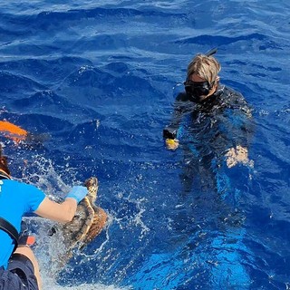 La giovane tartaruga carretta carretta Lorena è ritornata in mare