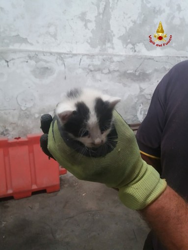 Crollo Ponte, gattino ritrovato dai vigili del fuoco durante le operazioni di sgombero