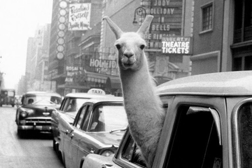Inge Morath: prorogata la mostra fotografica al Ducale Inge Morath: prorogata la mostra fotografica al Ducale