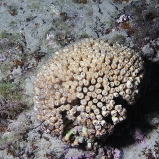 In Liguria nasce “SCIE”, il primo progetto per salvare la Madrepora a cuscino In Liguria nasce “SCIE”, il primo progetto per salvare la Madrepora a cuscino