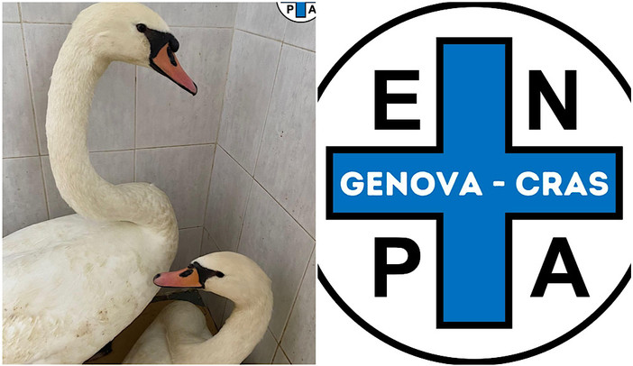 Ingerisce un amo e una palla di carta: femmina di cigno salvata da Enpa e dall’amore del suo compagno