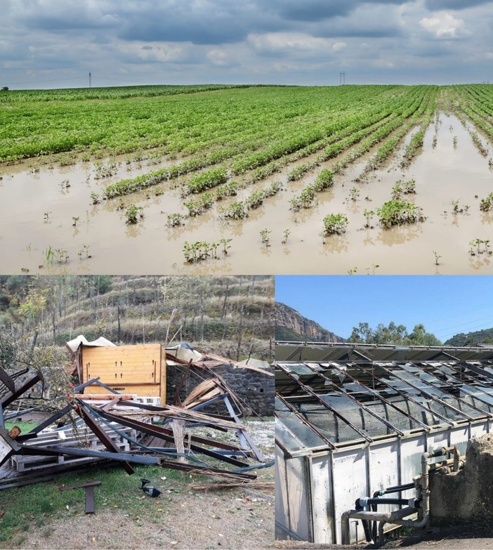 Calamità naturali, dalla Regione 874 mila euro a favore di 61 aziende agricole del territorio Calamità naturali, dalla Regione 874 mila euro a favore di 61 aziende agricole del territorio