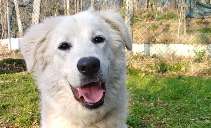 Monte Contessa di Sestri, raccolta al canile per salvare due cani con gravi problemi ortopedici