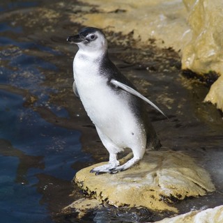 Magno, Lucy e Pinolo: scelti i nomi dei tre pinguini nati all’Acquario