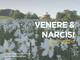 “Venere &amp; Narcisi”, al parco dell'Antola uno speciale appuntamento sabato 20 maggio