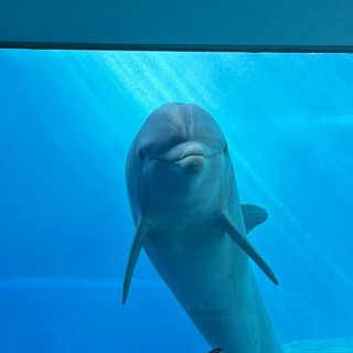 Acquario di Genova, addio a Luna, la delfina simbolo del Padiglione Cetacei