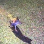 Lupi sì, ma senza favole: escalation di segnalazioni da Crevari a Vesima, da Pra' a Pegli