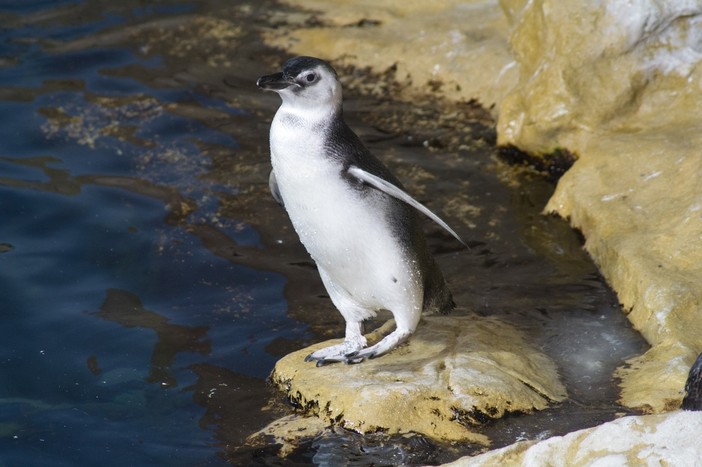 Magno, Lucy e Pinolo: scelti i nomi dei tre pinguini nati all’Acquario