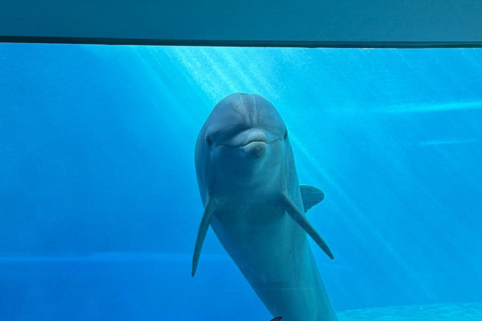 Acquario di Genova, addio a Luna, la delfina simbolo del Padiglione Cetacei