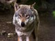 Sulle tracce del lupo a Genova: escursione nel Parco dell'Aveto