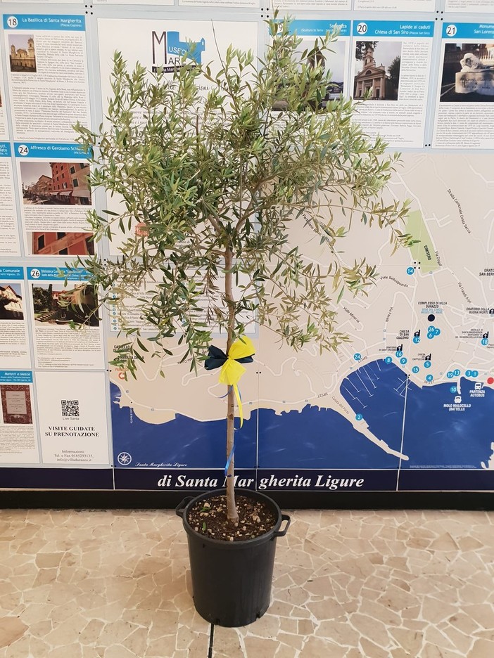 Santa Margherita Ligure: nella Giornata Mondiale dell'Ambiente il Lions Club Santa Margherita Ligure-Portofino dona al Comune un nuovo albero di ulivo