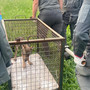 Giovane lupo entra nel giardino di una casa sulle alture di Sori: recuperato dal nucleo faunistico